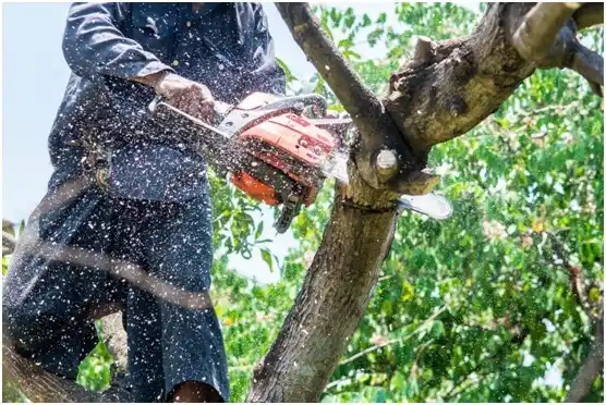 tree services Canterwood